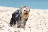 YORKSHIRE TERRIER 103